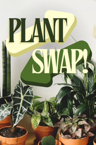 An image of several houseplants in orange terracotta pots, set against a light gray background. Laid over the image is a pair of arrows pointing in opposite, diagonal directions, with the words "PLANT SWAP!" laid on top.