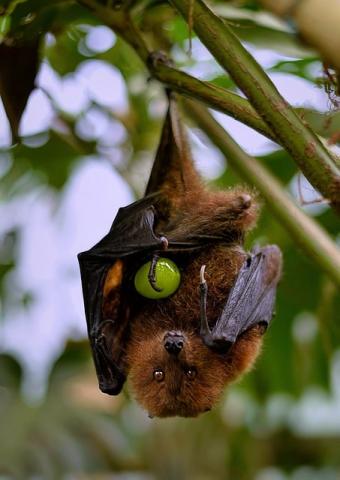 Bat hugging grape