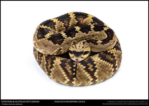 Northern blacktailed Rattlesnake by Bryan Hughes