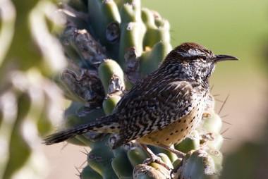 Cactus Wren