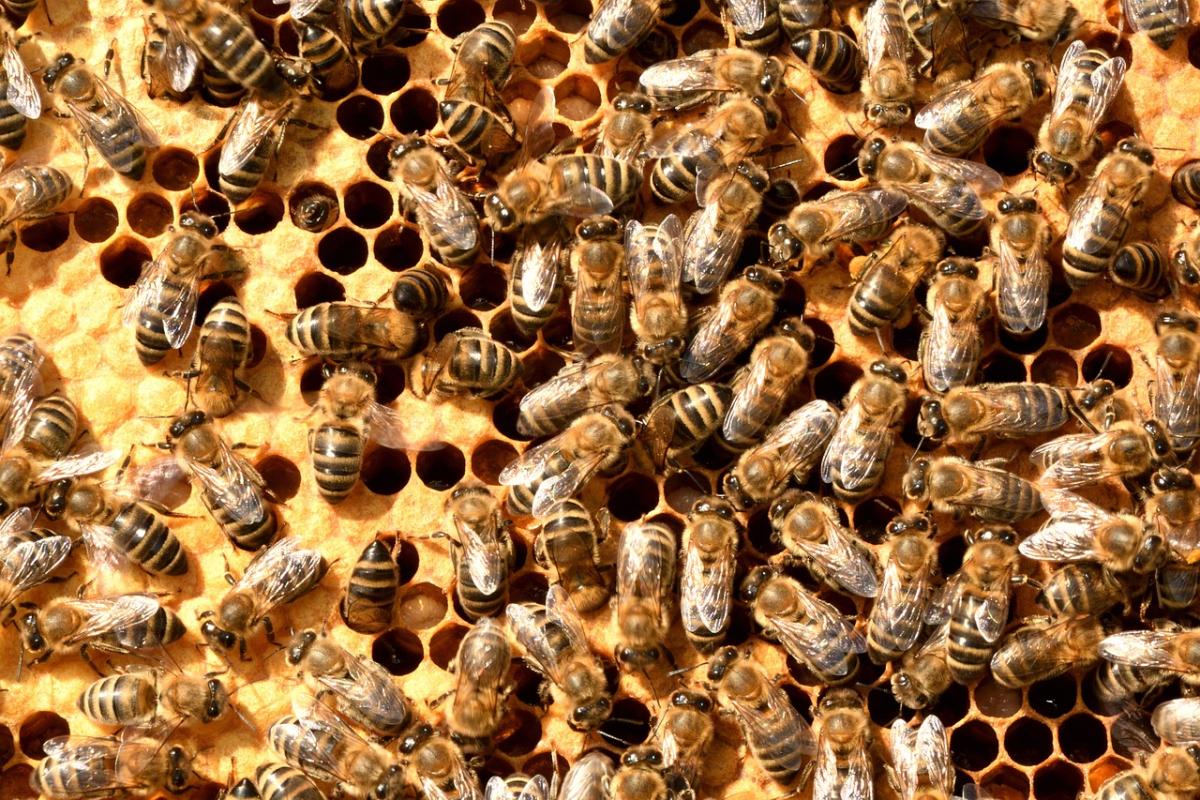 A photo of honeybees in their hive.