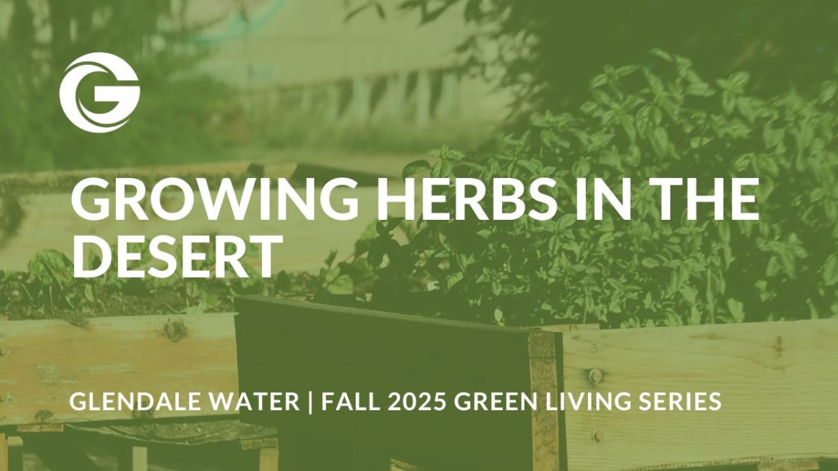 Growing Herbs in the Desert thumbnail